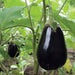 Deep purple eggplants growing on a healthy green plant in a garden. Fresh aubergine harvest.