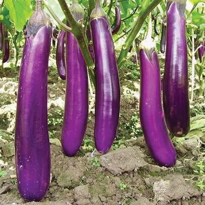Vibrant purple long eggplants, an Asian variety, ripening on green plants in a fertile garden.