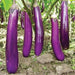 Vibrant purple long eggplants, an Asian variety, ripening on green plants in a fertile garden.