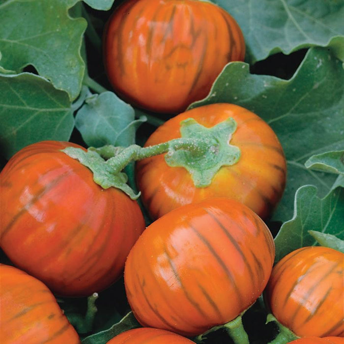 Ripe striped orange garden eggs on plant. Fresh African eggplant, edible vegetable.