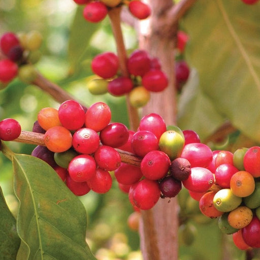 Close-up of ripe red, orange, and green coffee cherries on a coffee plant branch, ready for harvest.
