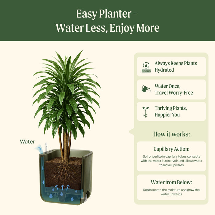 Easy self-watering planter infographic. Explains capillary action, water reservoir, and how roots draw water for hydrated, thriving plants.