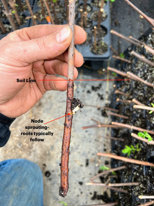 Hand holding plant cutting, showing a node sprouting roots below the soil line. Key to successful plant propagation.