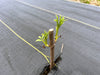 New green leaves emerge from a young tree cutting planted in dark weed barrier fabric with yellow row markers.