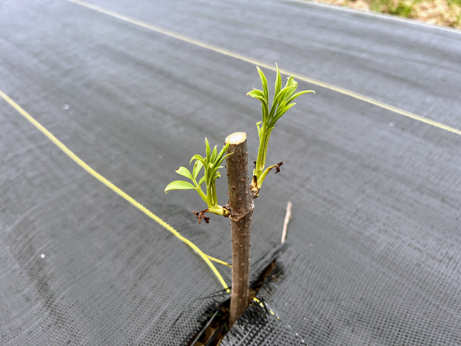 New green leaves emerge from a young tree cutting planted in dark weed barrier fabric with yellow row markers.