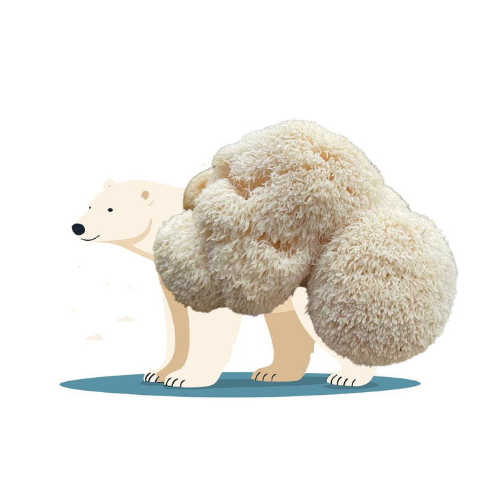 Whimsical polar bear with a shaggy white Lions Mane mushroom body. Unique fungi illustration.
