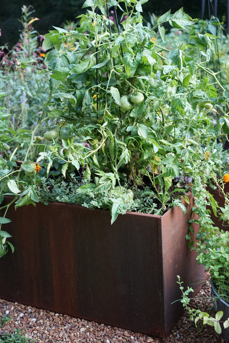 Lush tomato plant with green tomatoes in a modern Corten steel raised garden planter on gravel.