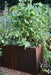 Lush tomato plant with green tomatoes in a modern Corten steel raised garden planter on gravel.
