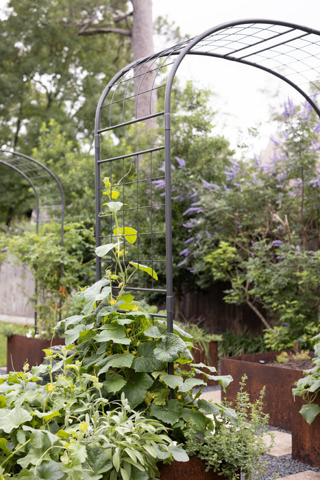 Backyard vegetable garden with dark metal arch trellis, lush climbing cucumber plants, and rustic corten steel raised beds.
