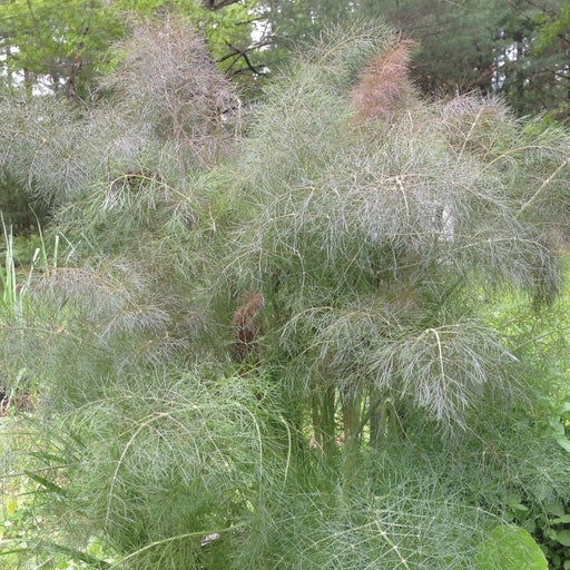 Full-grown fennel plant with delicate green and reddish-brown feathery leaves, garden background.