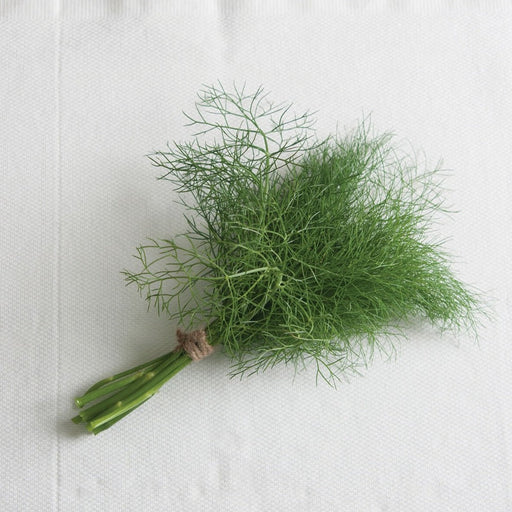 Vibrant green fennel fronds tied with twine, fresh herb for cooking or garnish. White background.