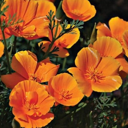 Vibrant orange California poppies (Eschscholzia californica) with bright green leaves, ideal for sunny gardens.