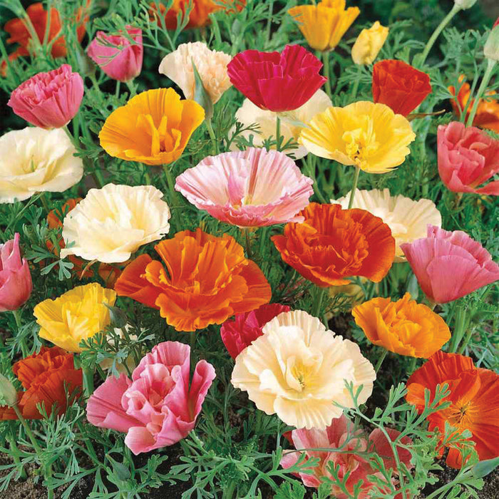 Vibrant patch of California poppies with crinkled petals in pink, orange, yellow, red, and cream colors.