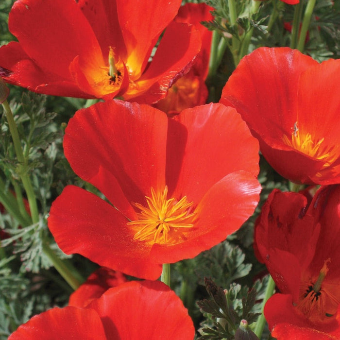 Vibrant red California poppies with golden centers and green foliage in a sunny garden.