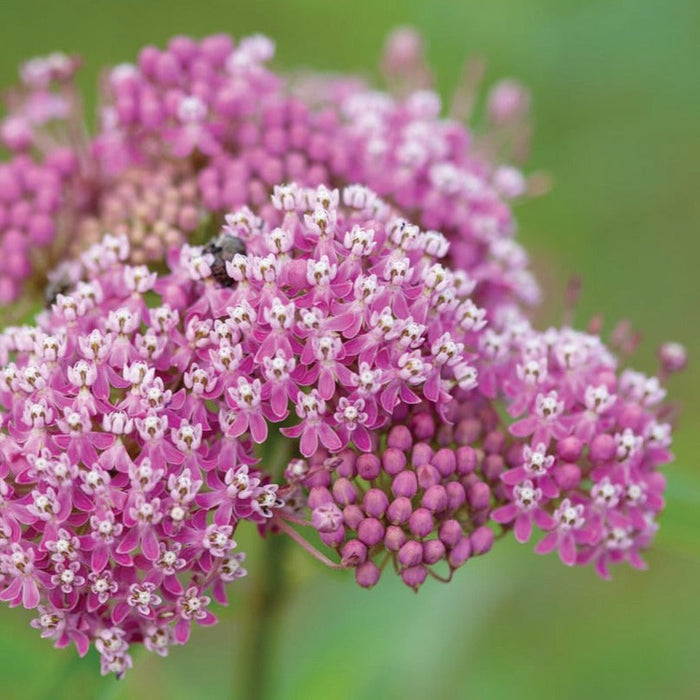 Pink swamp milkweed (Asclepias incarnata) flowers with white centers, attracting pollinators.