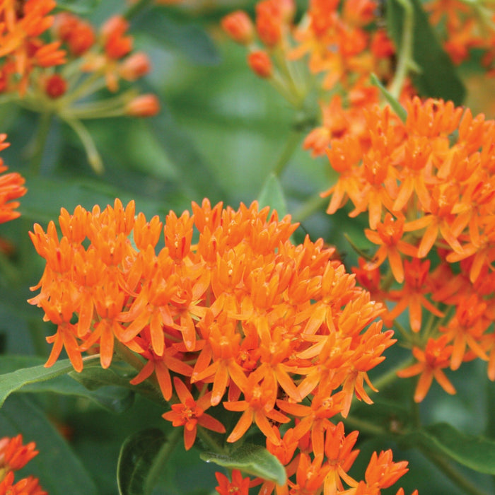Vibrant orange butterfly weed flowers (Asclepias tuberosa) in bloom, with lush green leaves. Ideal for pollinators.