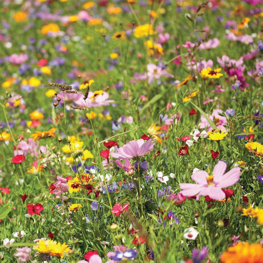 Vibrant wildflower meadow bursting with pink, yellow, red, purple, and white flowers among green foliage.
