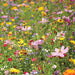 Vibrant wildflower meadow bursting with pink, yellow, red, purple, and white flowers among green foliage.