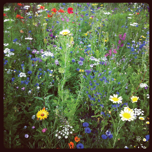 Vibrant wildflower meadow with red poppies, blue cornflowers, white daisies, and diverse colorful blooms.