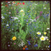 Vibrant wildflower meadow with red poppies, blue cornflowers, white daisies, and diverse colorful blooms.