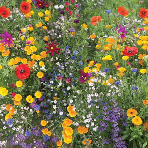 Vibrant mixed wildflower meadow featuring red poppies, orange California poppies, blue cornflowers, and purple blooms.