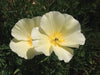 Cream California poppies with yellow centers blooming against dark green foliage.