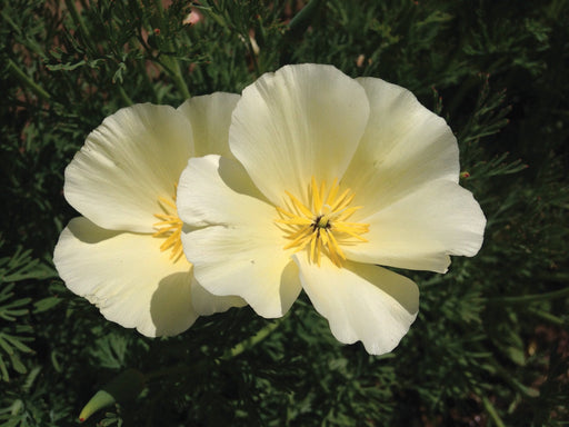Cream California poppies with yellow centers blooming against dark green foliage.