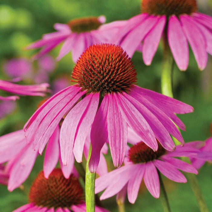 Vibrant pink Echinacea flowers with spiky orange-brown centers, growing in a sunny garden.