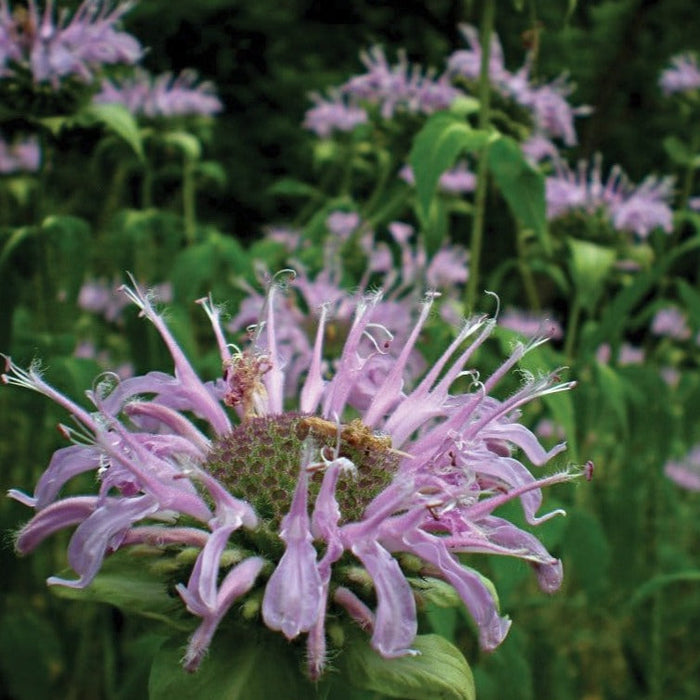 Wild Bergamot (Monarda) lavender flowers blooming in a native plant garden.