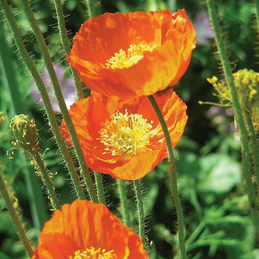 Vibrant orange poppies with bright yellow centers and textured green stems. Blooming in a garden.