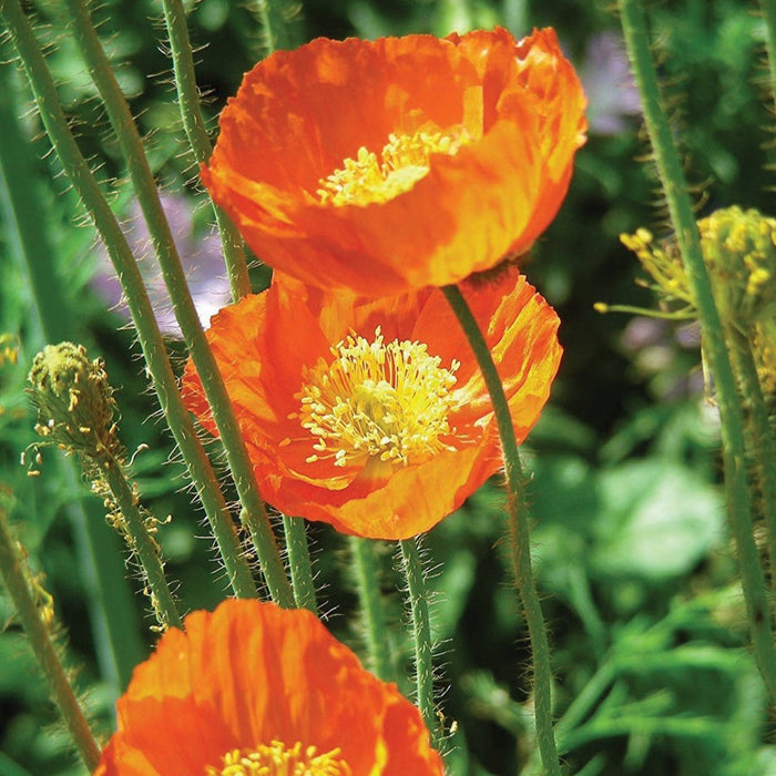 Vibrant orange poppies with bright yellow centers and textured green stems. Blooming in a garden.