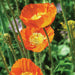 Vibrant orange poppies with bright yellow centers and textured green stems. Blooming in a garden.
