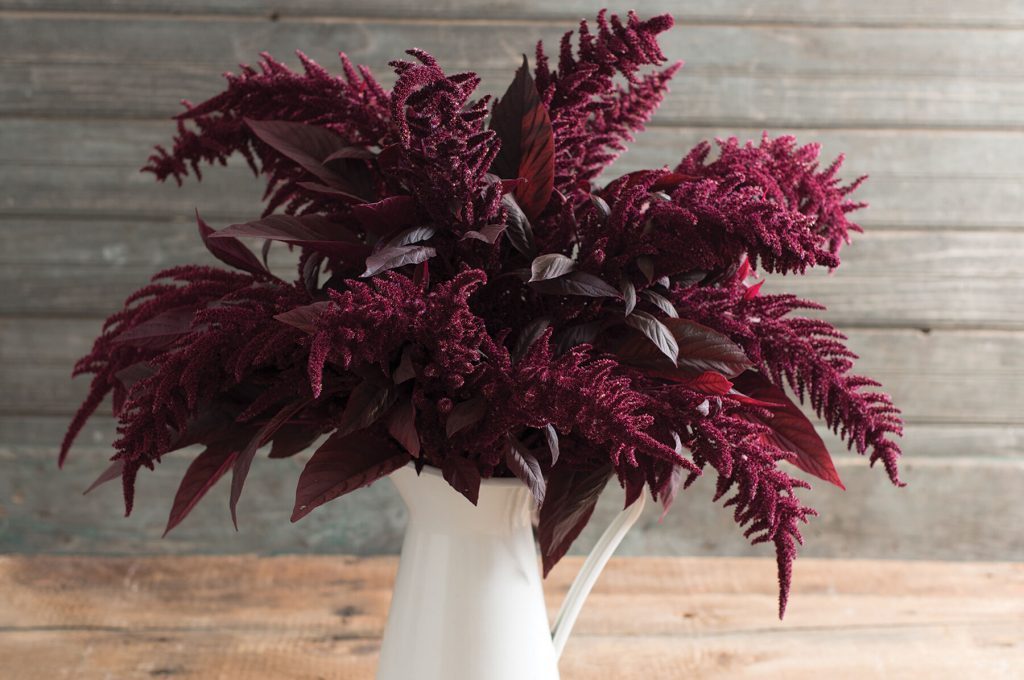 Feathery deep red Amaranthus flowers arranged in a white pitcher. Rustic wood background, elegant fall decor.