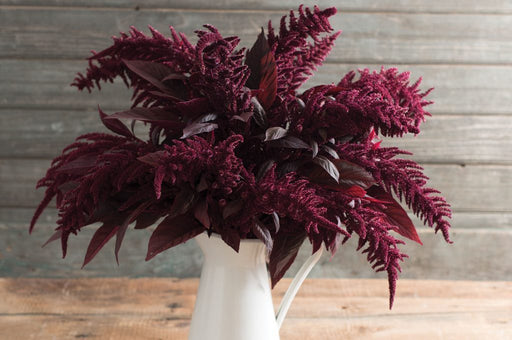 Feathery deep red Amaranthus flowers arranged in a white pitcher. Rustic wood background, elegant fall decor.