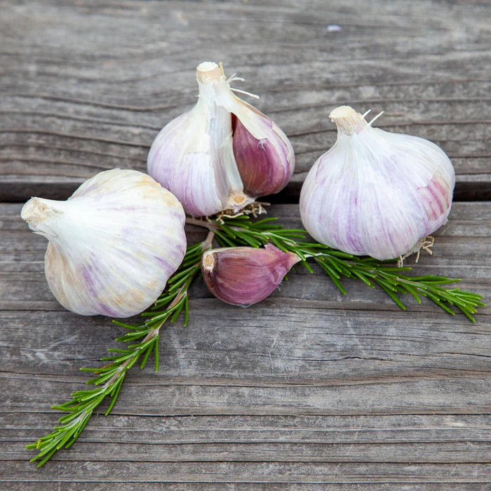 Organic German Extra Hardy Garlic (lb)