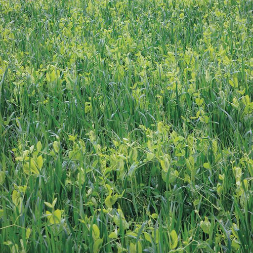 Dense green field of mixed crops: tall grasses and light green legumes (vetch, peas).