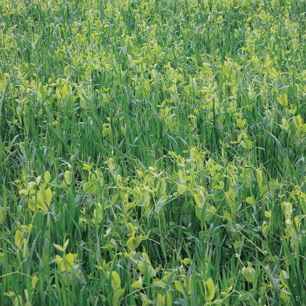 Dense green field of mixed crops: tall grasses and light green legumes (vetch, peas).