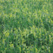 Dense green field of mixed crops: tall grasses and light green legumes (vetch, peas).