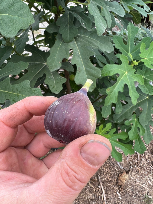 Ripe dark purple fig in hand, fresh from the fig tree with green leaves and small unripe figs.