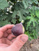 Ripe dark purple fig in hand, fresh from the fig tree with green leaves and small unripe figs.