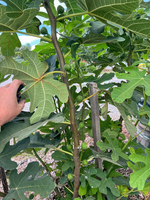 Hand pruning vibrant green fig leaves and unripe figs on a fig tree. Garden maintenance, growing fruit.