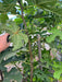 Hand pruning vibrant green fig leaves and unripe figs on a fig tree. Garden maintenance, growing fruit.