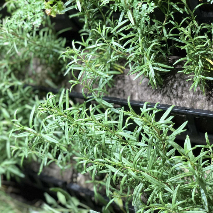 Fresh green rosemary growing in a vertical garden planter. Aromatic herbs for kitchen and home gardening.