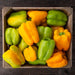 Fresh green and yellow bell peppers in a wooden crate. Organic, healthy vegetables, farm produce.