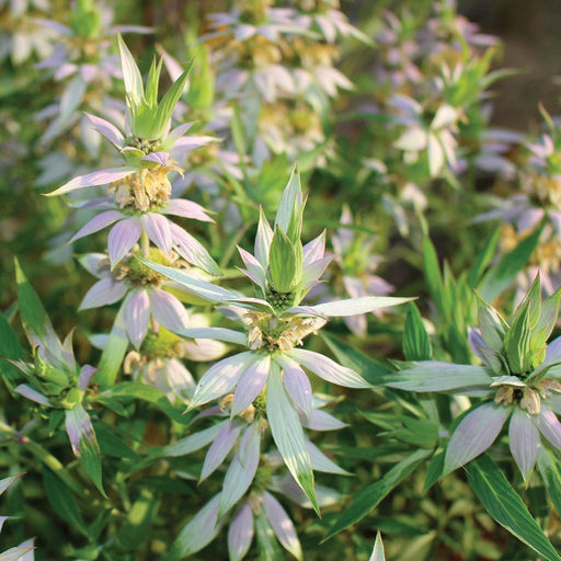 Pale pink bee balm (Monarda) flowers with green leaves, a beautiful pollinator plant for gardens.