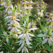 Pale pink bee balm (Monarda) flowers with green leaves, a beautiful pollinator plant for gardens.