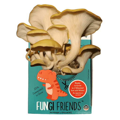 Golden oyster mushrooms growing from a Fungi Friends DIY mushroom grow kit, featuring a cartoon dinosaur. Easy home cultivation.
