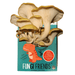 Golden oyster mushrooms growing from a Fungi Friends DIY mushroom grow kit, featuring a cartoon dinosaur. Easy home cultivation.