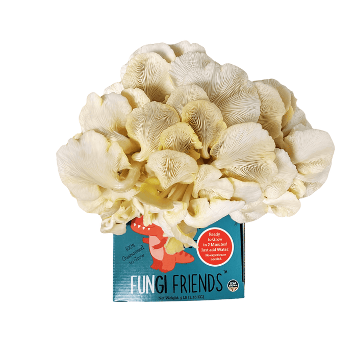 Fungi Friends oyster mushroom grow kit with a cluster of fresh, white mushrooms. Easy home growing, guaranteed to grow.