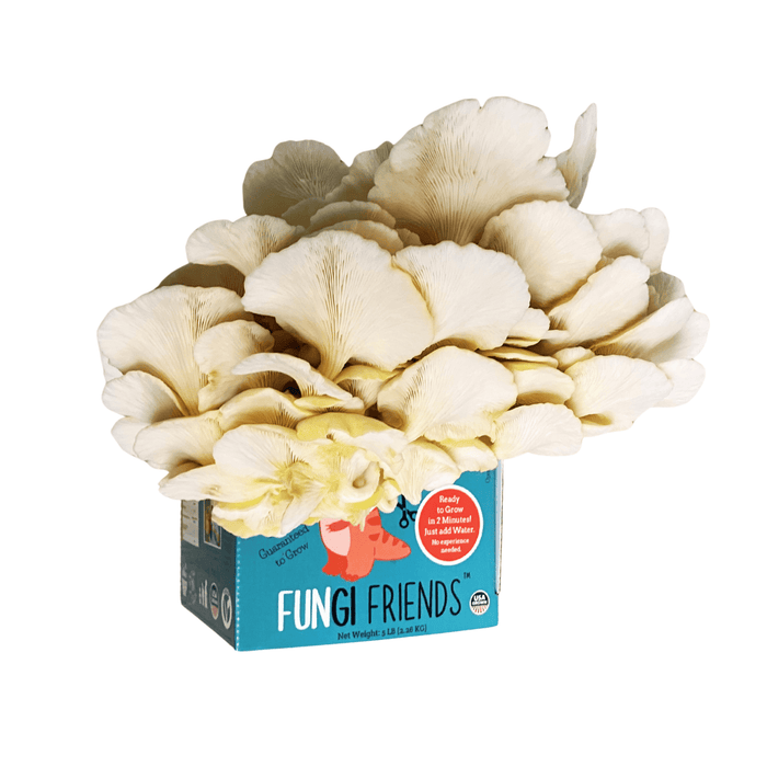 Fungi Friends organic oyster mushroom grow kit. Fresh, ready-to-grow edible mushrooms. Guaranteed to grow.